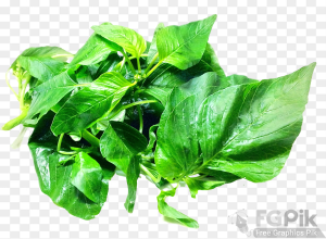Amaranth-Leaves-PNG-image