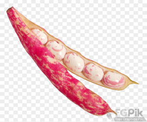 Beans-PNG-Image-1
