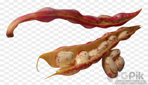 Beans-PNG-Image