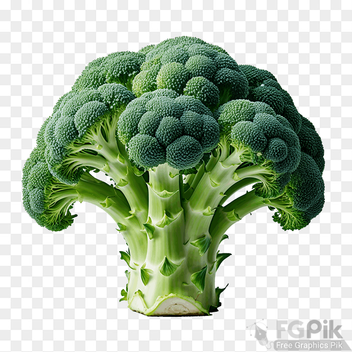 Crisp green broccoli, isolated, white background. Studio lit, clean edges, ideal for vegan meal plan visuals png image