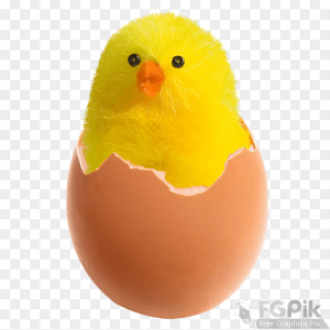 PNG images Chicken-in-Broken-Egg-PNG-Image 33 _www.colorpngfile.com