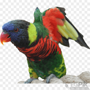 parrot- 1 _www.colorpngfile.com