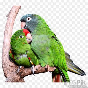 parrot- 17 _www.colorpngfile.com