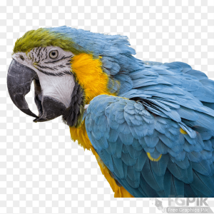 parrot- 19 _www.colorpngfile.com