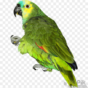 parrot- 3 _www.colorpngfile.com
