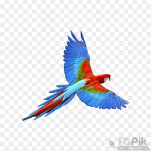 parrot- 7 _www.colorpngfile.com