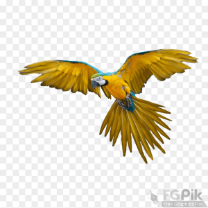 parrot- 9 _www.colorpngfile.com