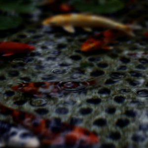 Raindrops create ripples on a pond with koi fish carp