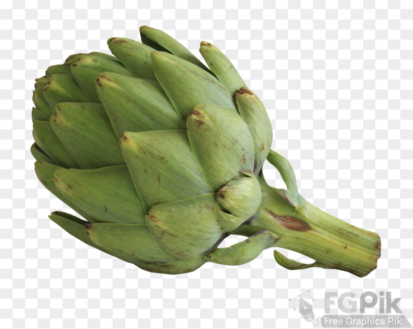 Artichoke-PNG-Image