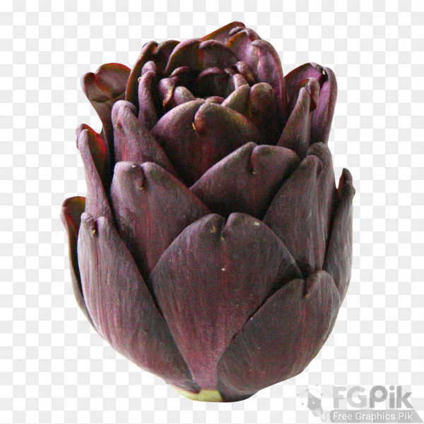 Artichoke-PNG-Image1