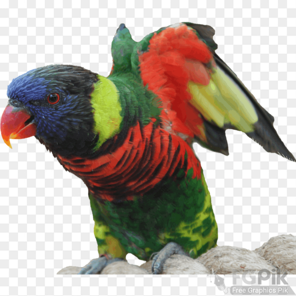 parrot- 1 _www.colorpngfile.com